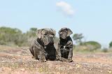 CANE CORSO 356